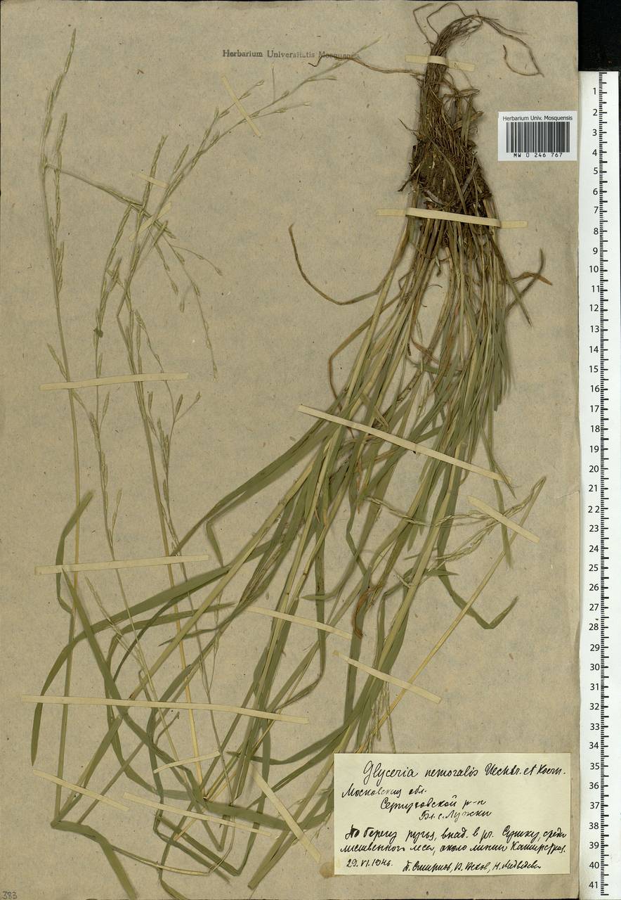 Glyceria nemoralis (R.Uechtr.) R.Uechtr. & Koern., Eastern Europe, Moscow region (E4a) (Russia)