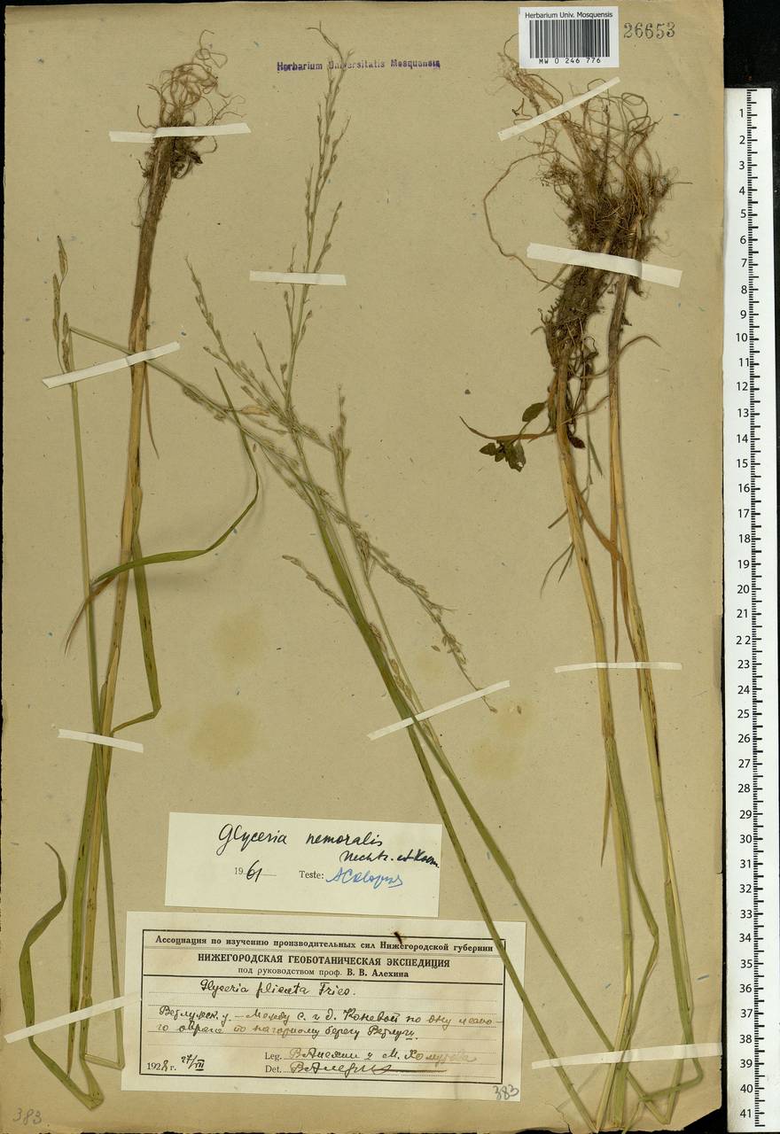 Glyceria nemoralis (R.Uechtr.) R.Uechtr. & Koern., Eastern Europe, Central forest region (E5) (Russia)