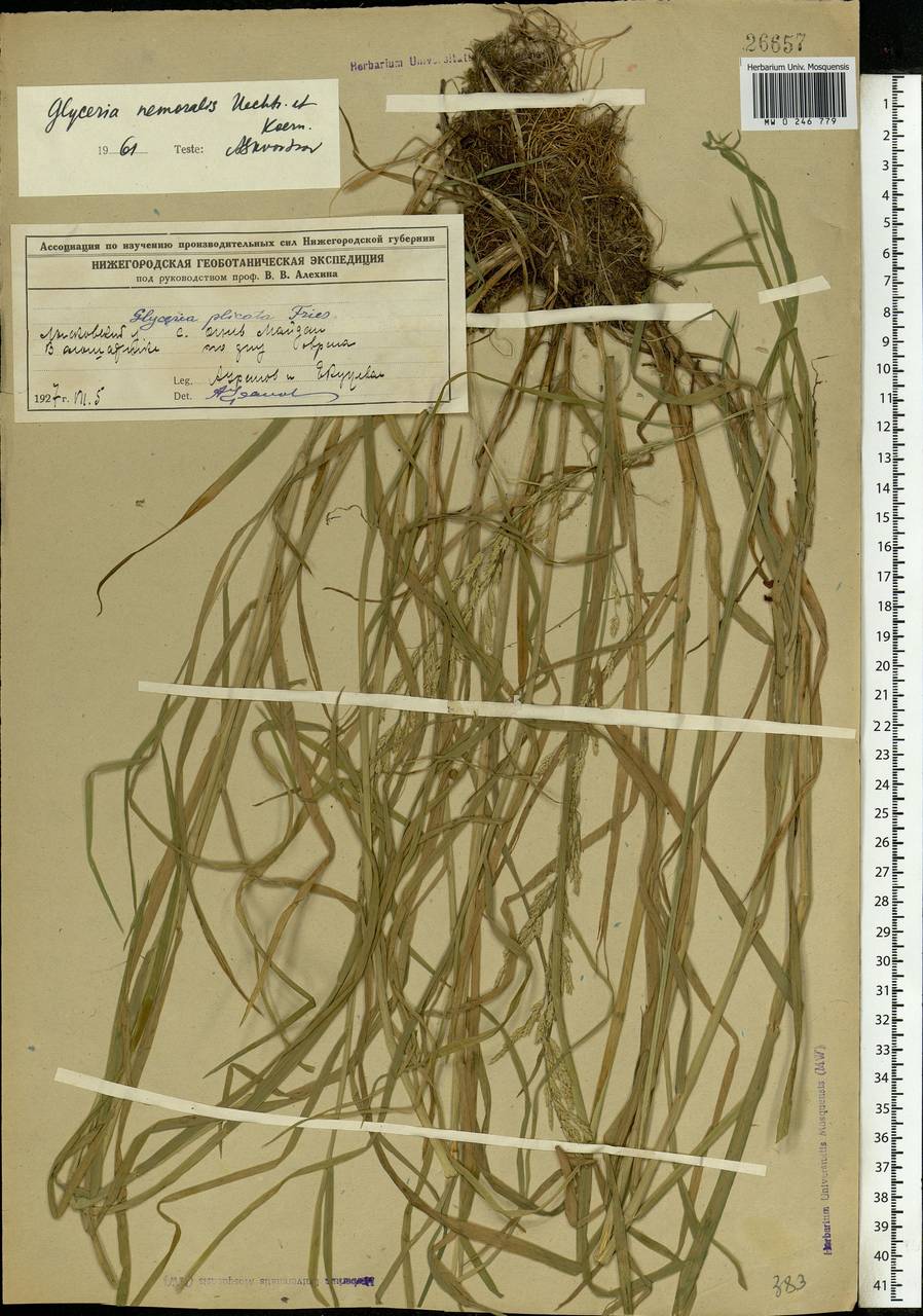Glyceria nemoralis (R.Uechtr.) R.Uechtr. & Koern., Eastern Europe, Volga-Kama region (E7) (Russia)