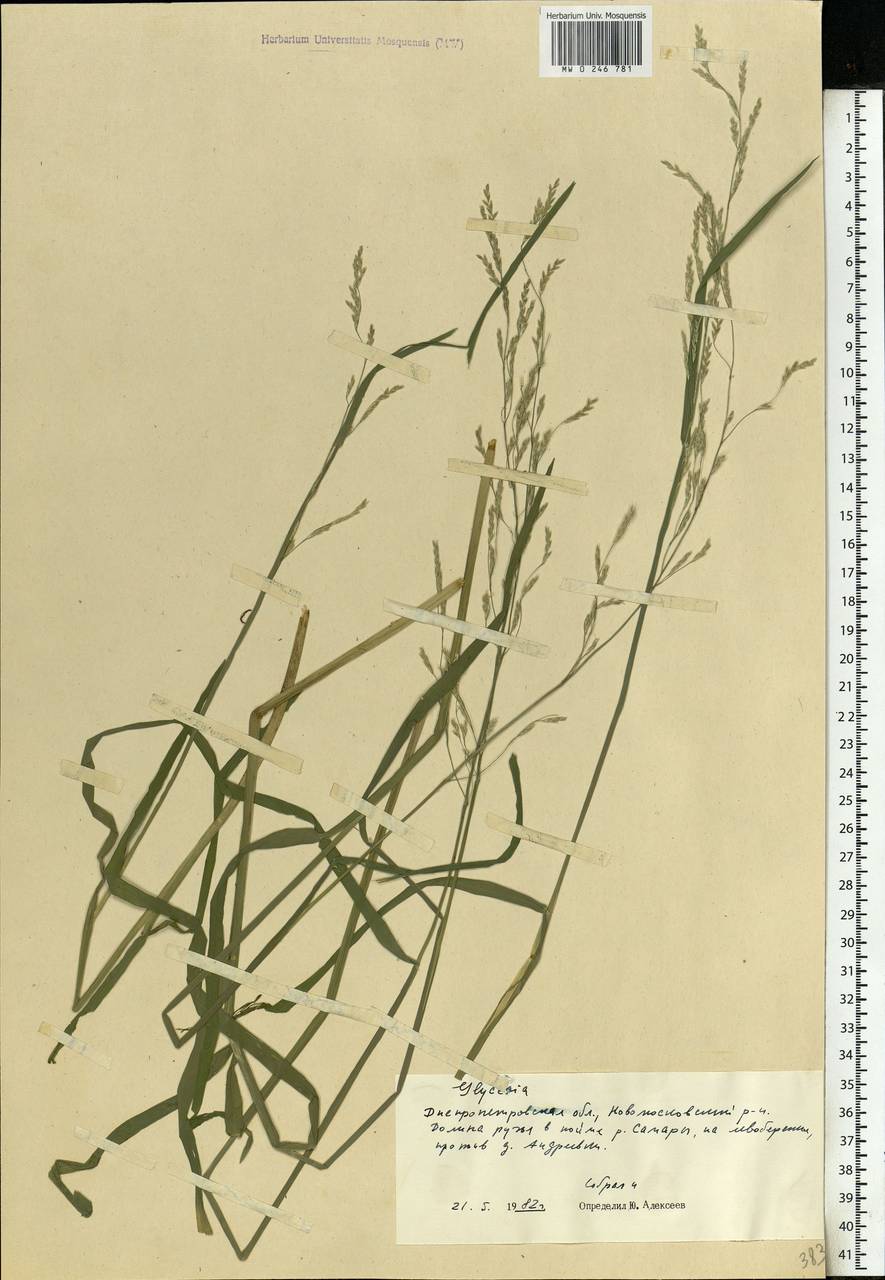 Glyceria nemoralis (R.Uechtr.) R.Uechtr. & Koern., Eastern Europe, South Ukrainian region (E12) (Ukraine)