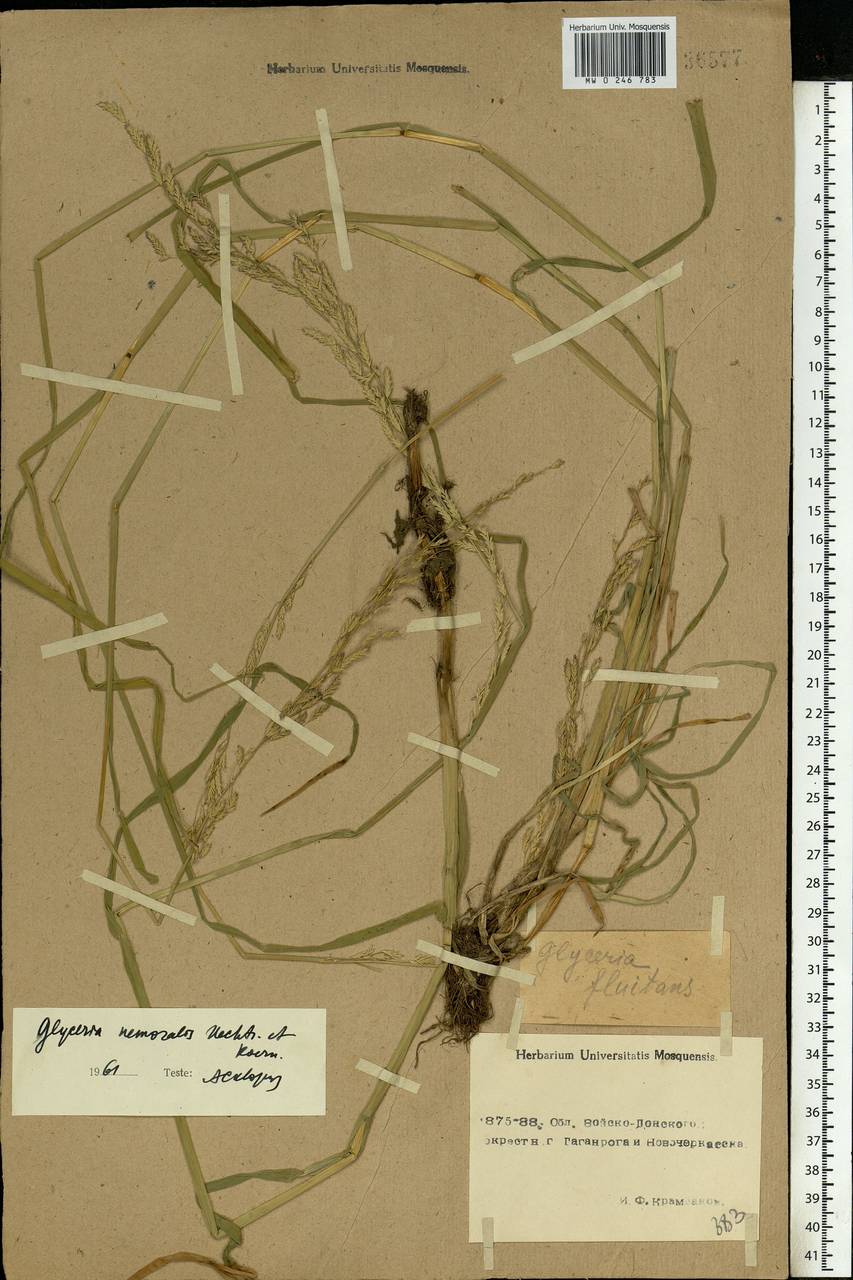 Glyceria nemoralis (R.Uechtr.) R.Uechtr. & Koern., Eastern Europe, Rostov Oblast (E12a) (Russia)