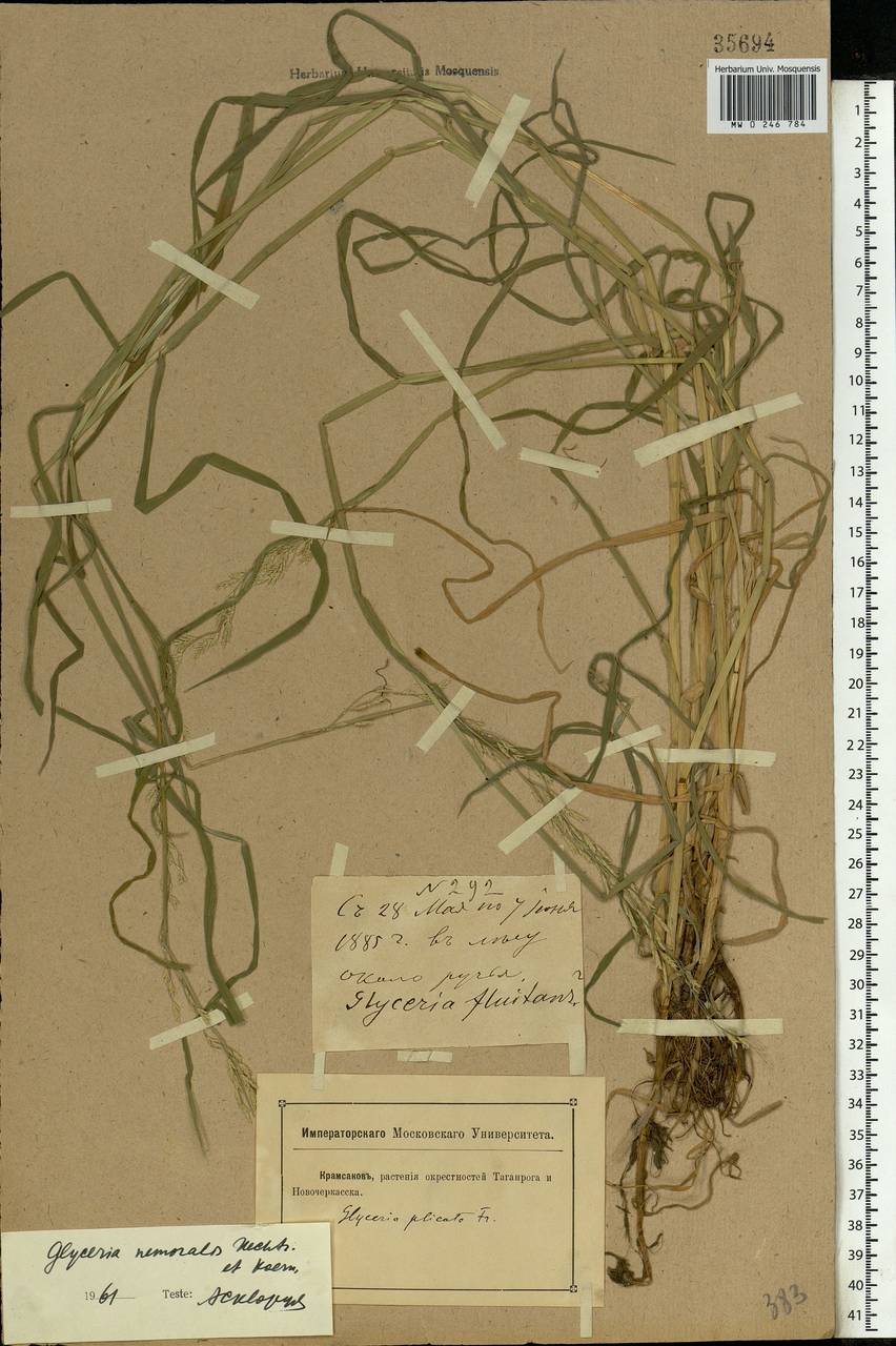 Glyceria nemoralis (R.Uechtr.) R.Uechtr. & Koern., Eastern Europe, North Ukrainian region (E11) (Ukraine)
