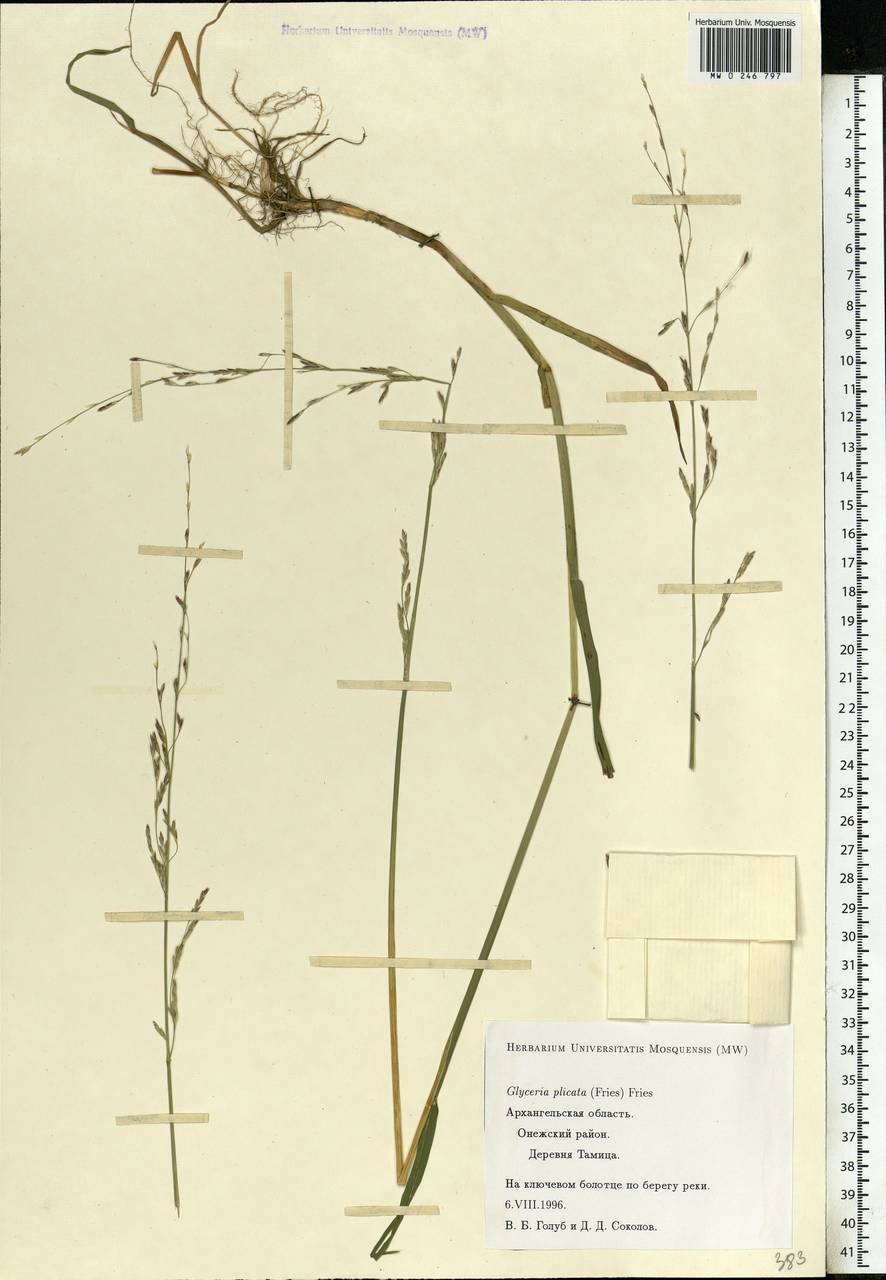 Glyceria notata Chevall., Eastern Europe, Northern region (E1) (Russia)