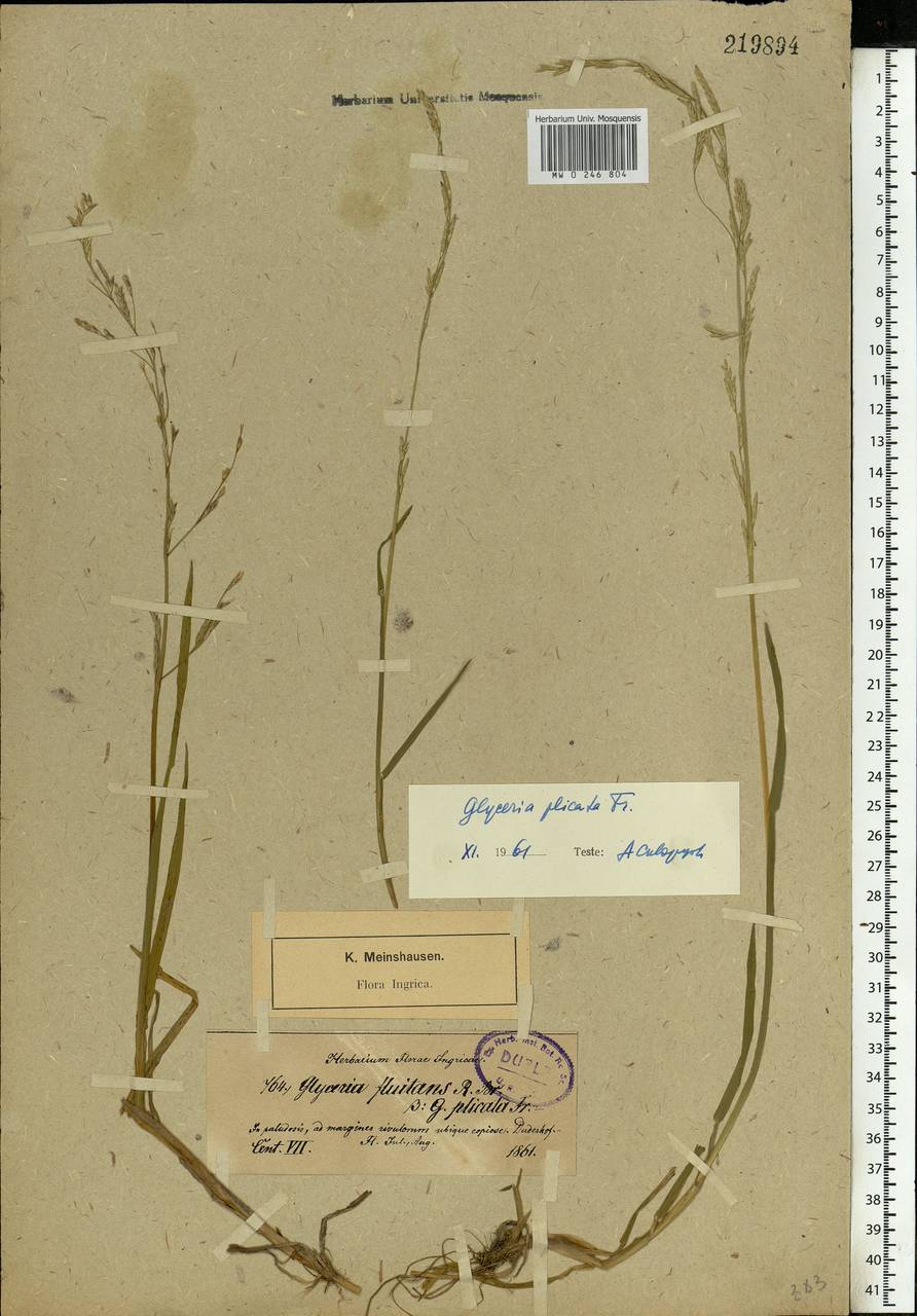 Glyceria notata Chevall., Eastern Europe, North-Western region (E2) (Russia)