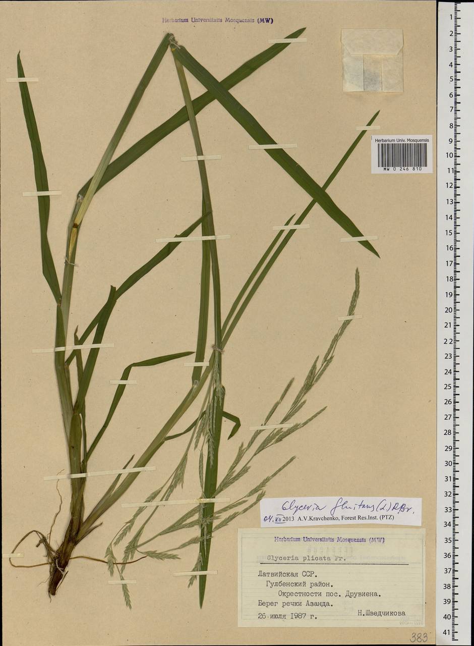 Glyceria fluitans (L.) R.Br., Eastern Europe, Latvia (E2b) (Latvia)