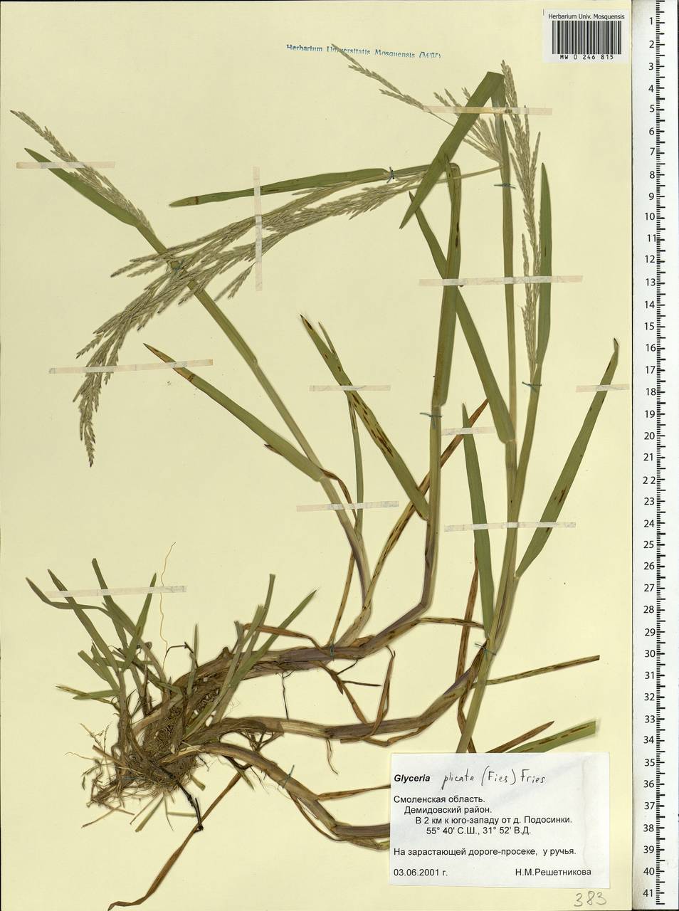 Glyceria notata Chevall., Eastern Europe, Western region (E3) (Russia)