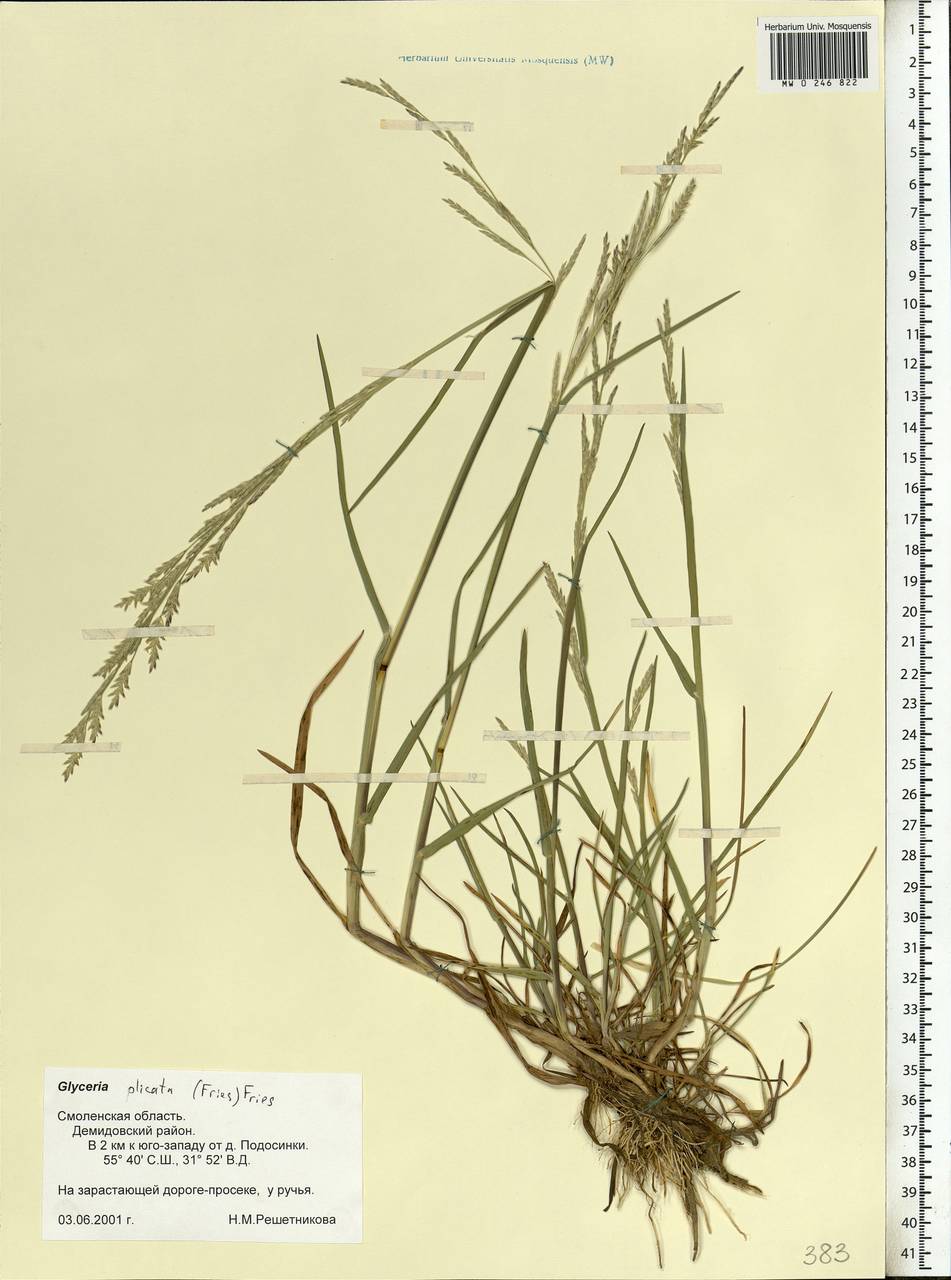 Glyceria notata Chevall., Eastern Europe, Western region (E3) (Russia)