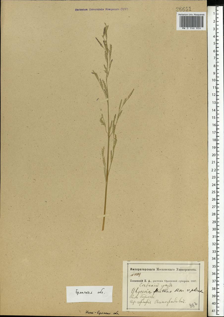 Glyceria notata Chevall., Eastern Europe, Western region (E3) (Russia)