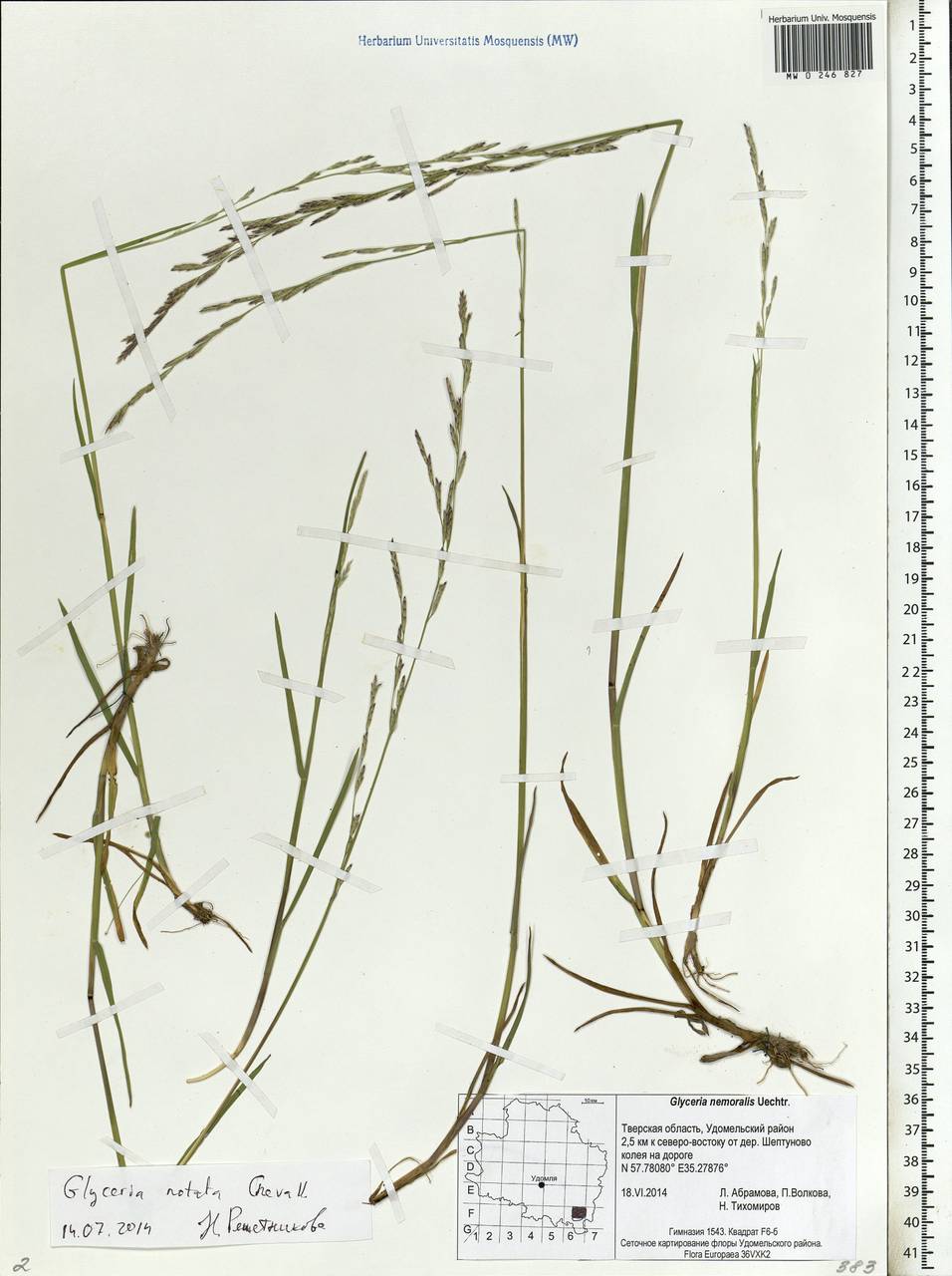 Glyceria notata Chevall., Eastern Europe, North-Western region (E2) (Russia)