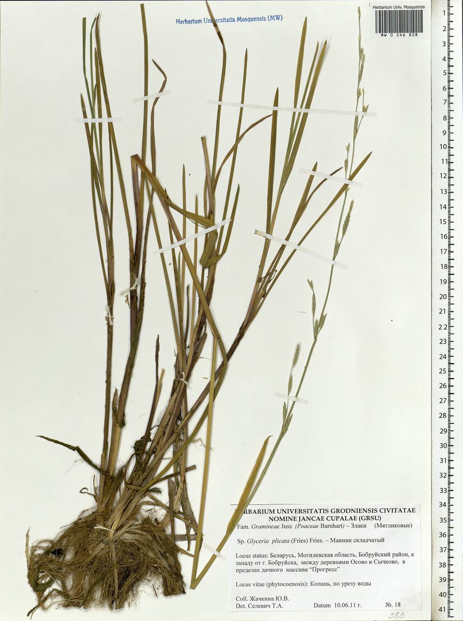 Glyceria notata Chevall., Eastern Europe, Belarus (E3a) (Belarus)