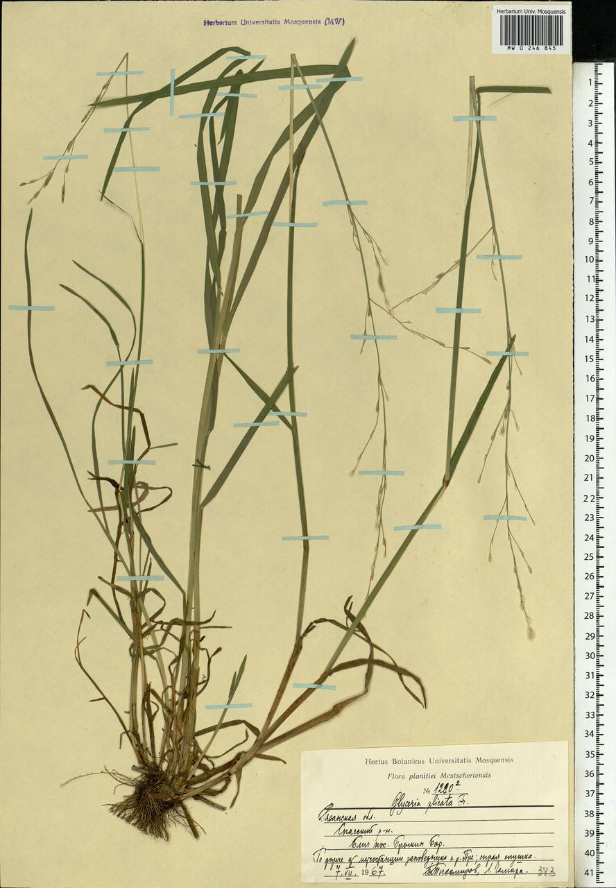 Glyceria notata Chevall., Eastern Europe, Central region (E4) (Russia)