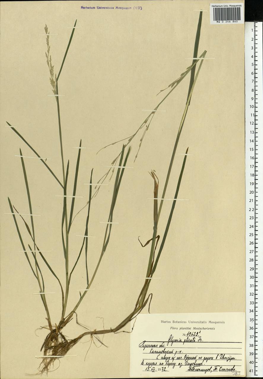 Glyceria notata Chevall., Eastern Europe, Central region (E4) (Russia)
