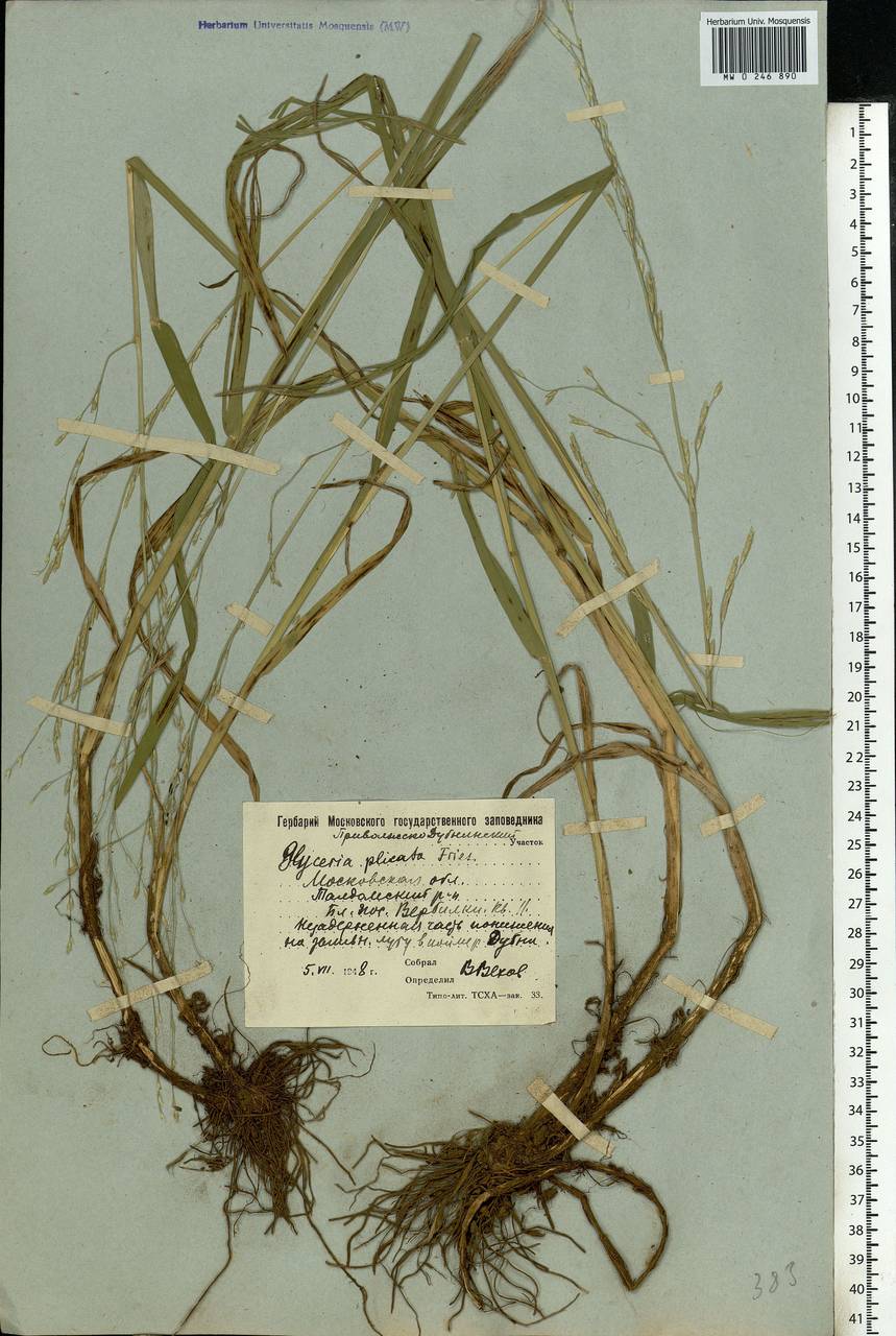 Glyceria notata Chevall., Eastern Europe, Moscow region (E4a) (Russia)