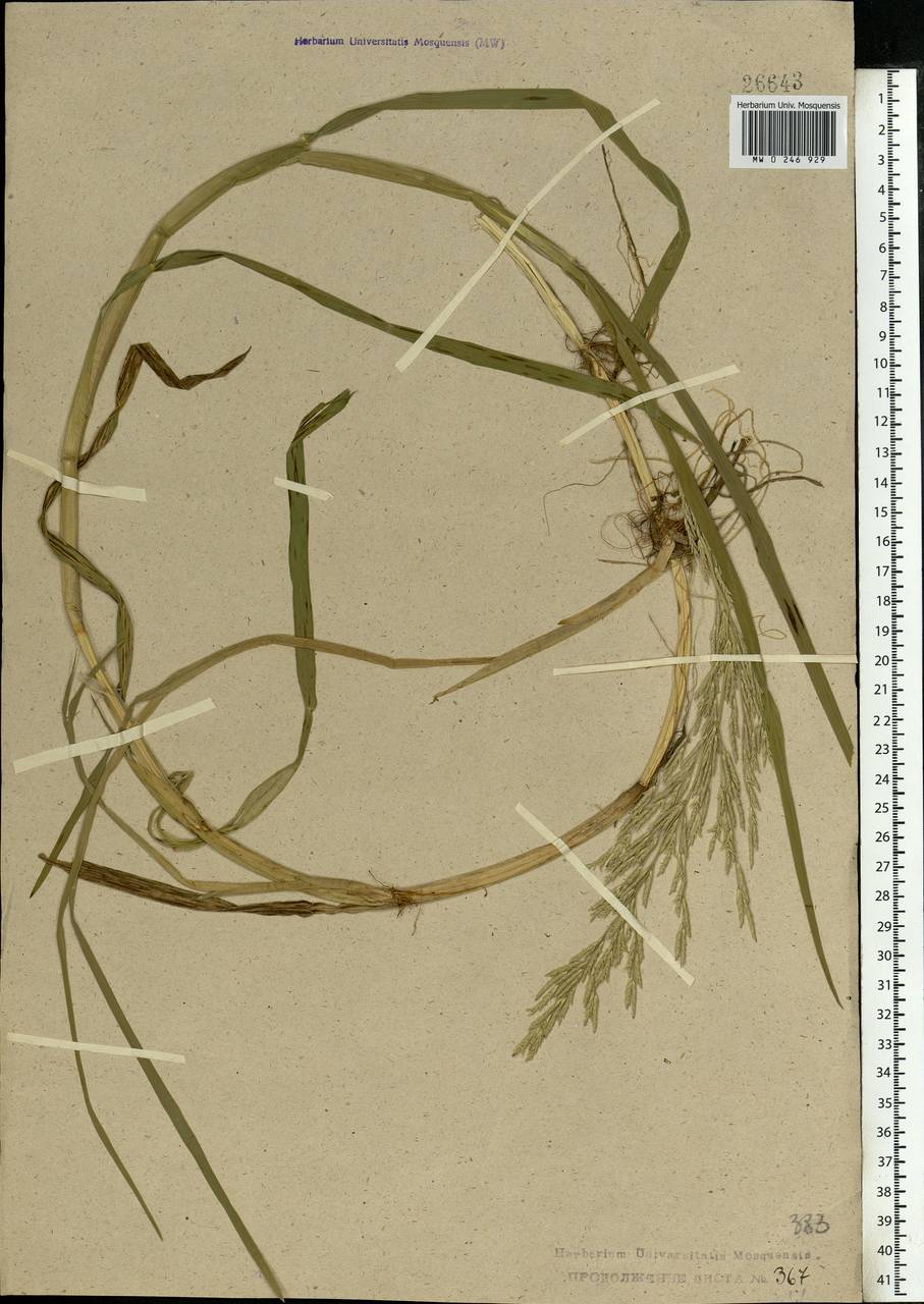 Glyceria notata Chevall., Eastern Europe, Central forest region (E5) (Russia)