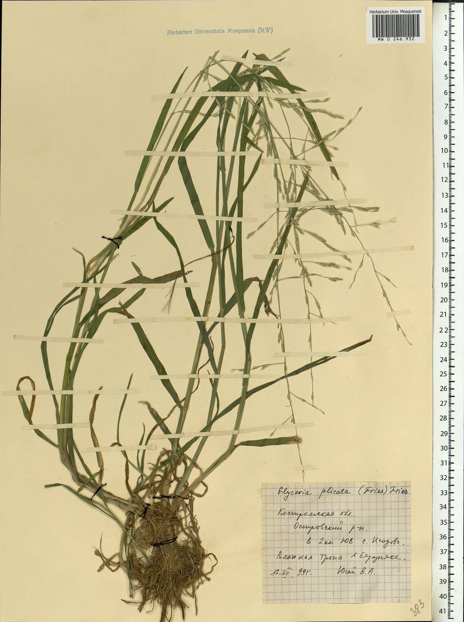 Glyceria notata Chevall., Eastern Europe, Central forest region (E5) (Russia)