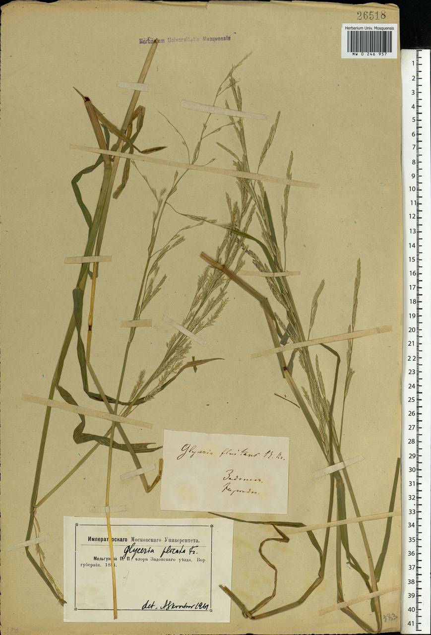 Glyceria notata Chevall., Eastern Europe, Central forest-and-steppe region (E6) (Russia)