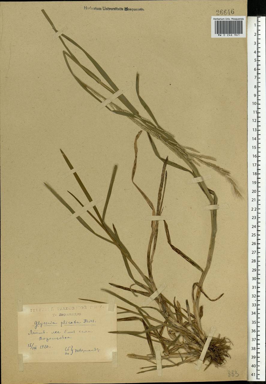 Glyceria notata Chevall., Eastern Europe, Central forest-and-steppe region (E6) (Russia)