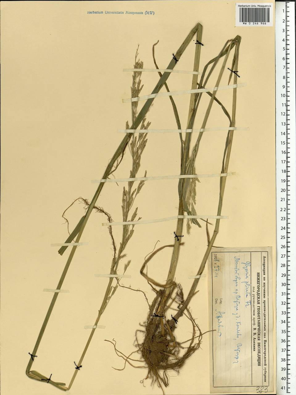 Glyceria notata Chevall., Eastern Europe, Central forest region (E5) (Russia)