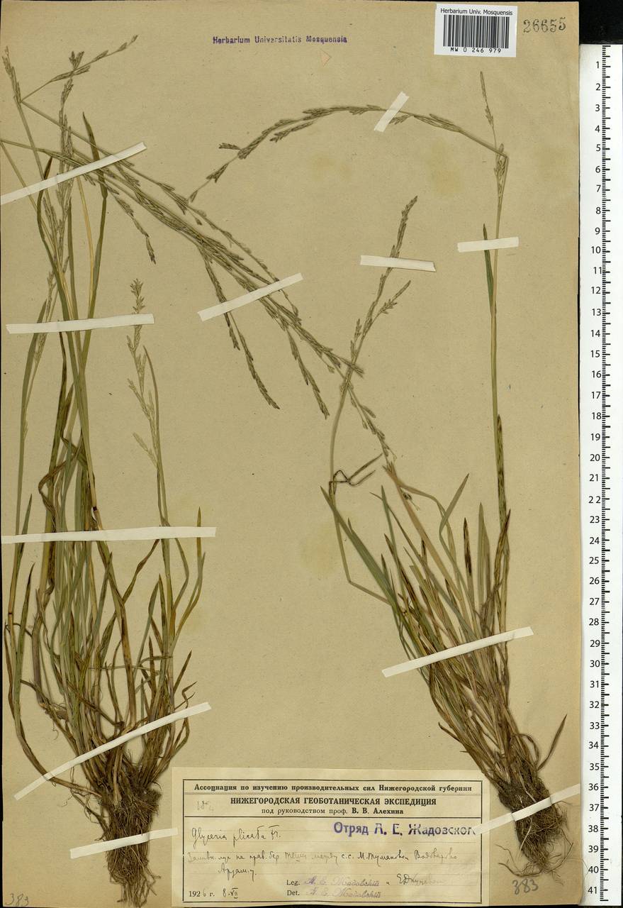 Glyceria notata Chevall., Eastern Europe, Volga-Kama region (E7) (Russia)