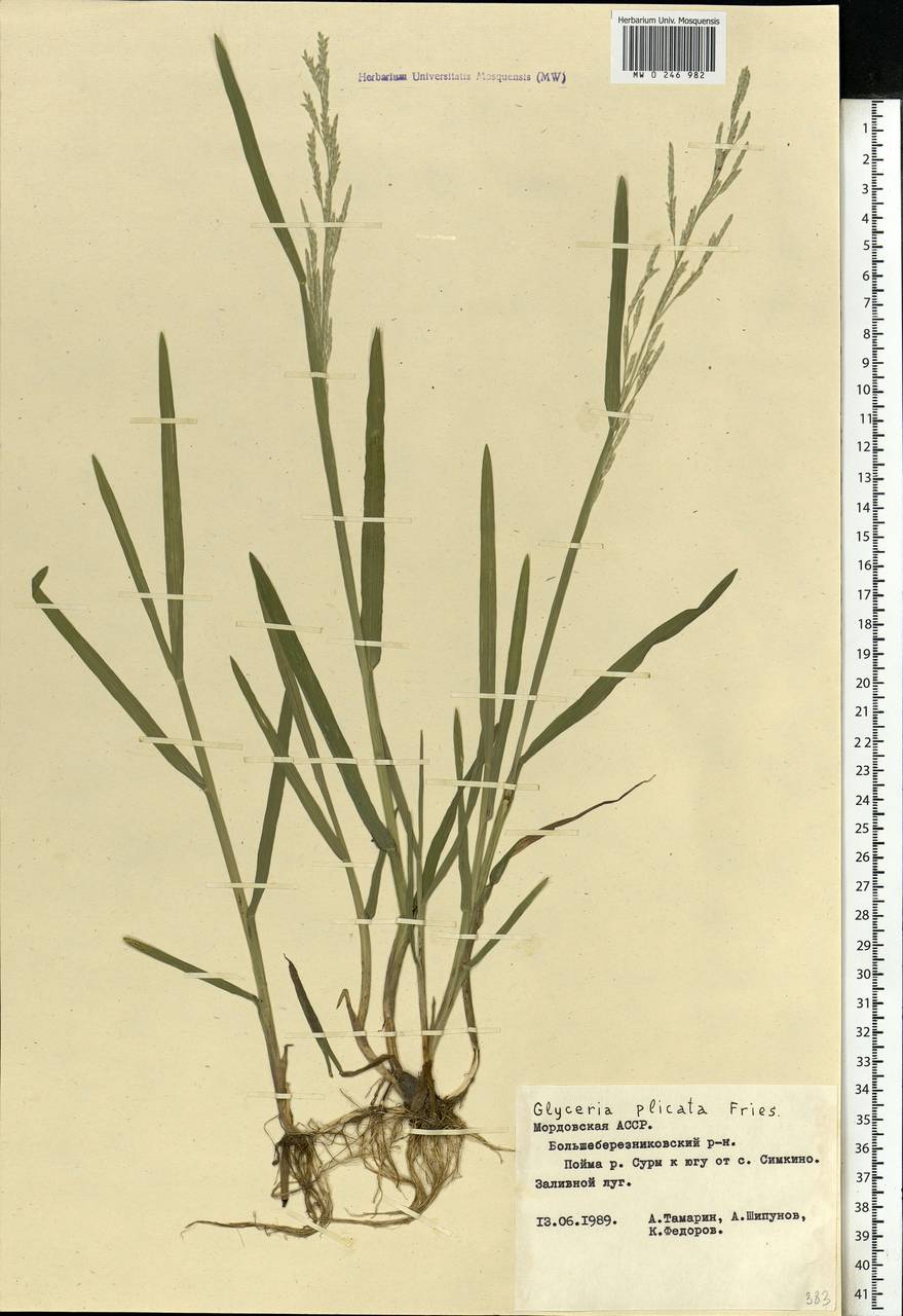 Glyceria notata Chevall., Eastern Europe, Middle Volga region (E8) (Russia)
