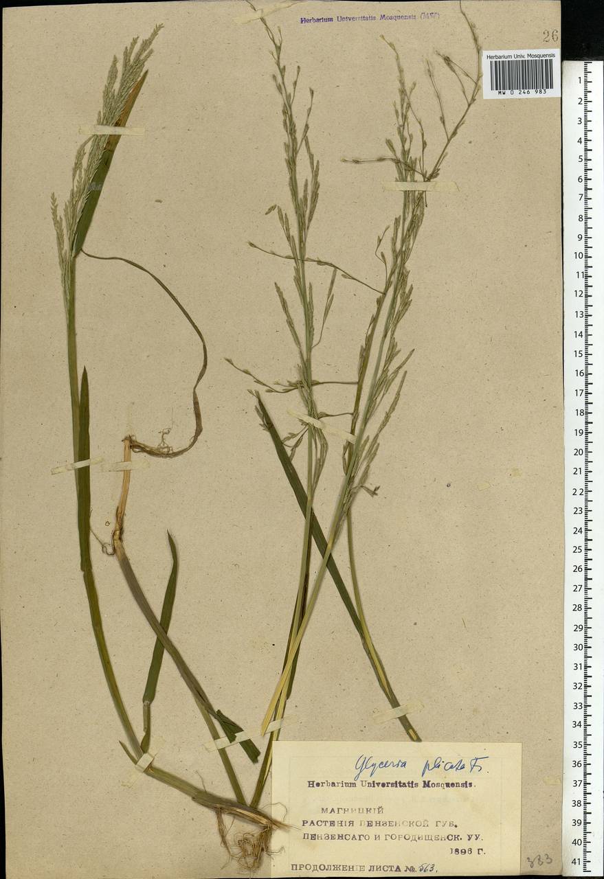 Glyceria notata Chevall., Eastern Europe, Middle Volga region (E8) (Russia)