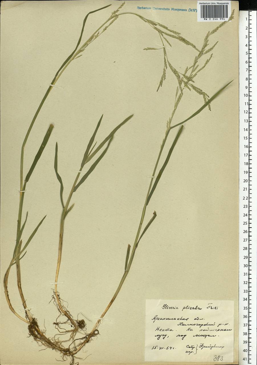 Glyceria notata Chevall., Eastern Europe, Northern region (E1) (Russia)