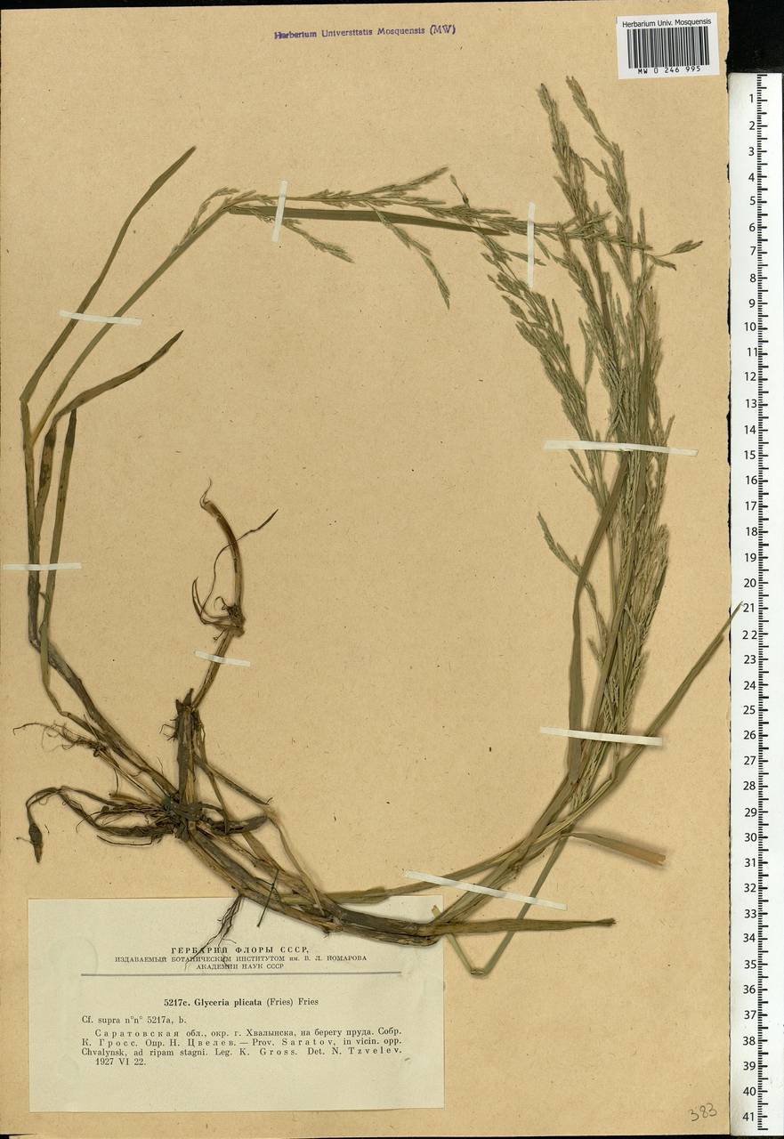 Glyceria notata Chevall., Eastern Europe, Lower Volga region (E9) (Russia)