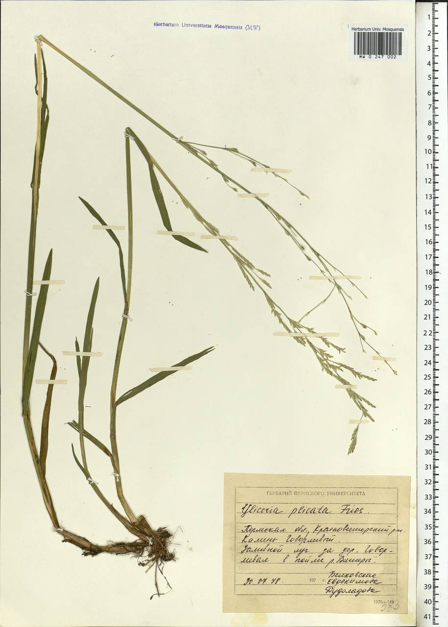 Glyceria notata Chevall., Eastern Europe, Eastern region (E10) (Russia)
