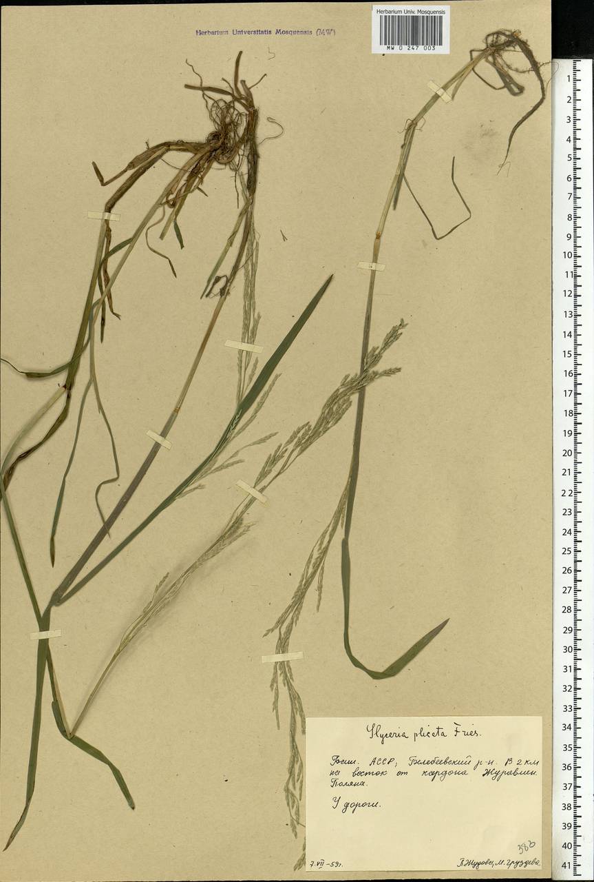 Glyceria notata Chevall., Eastern Europe, Eastern region (E10) (Russia)