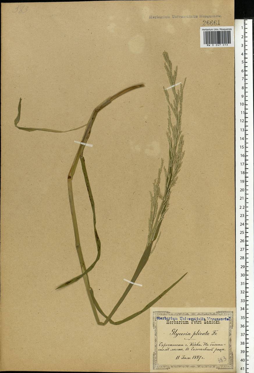 Glyceria notata Chevall., Eastern Europe, North Ukrainian region (E11) (Ukraine)