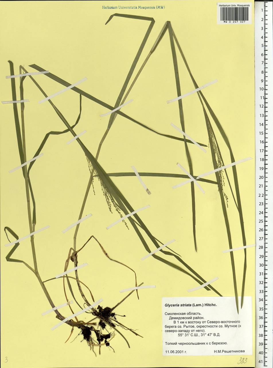 Glyceria striata (Lam.) Hitchc., Eastern Europe, Western region (E3) (Russia)