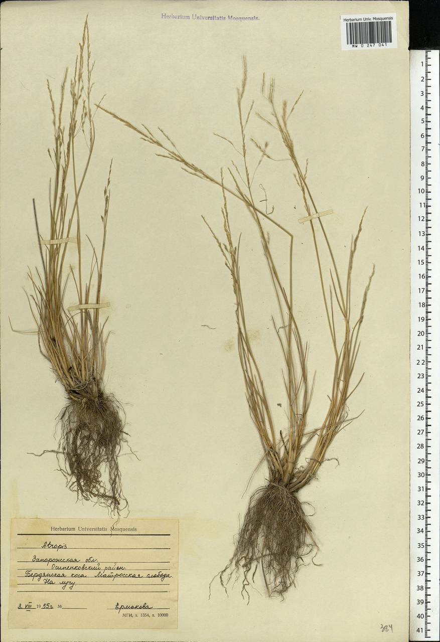 Puccinellia, Eastern Europe, South Ukrainian region (E12) (Ukraine)