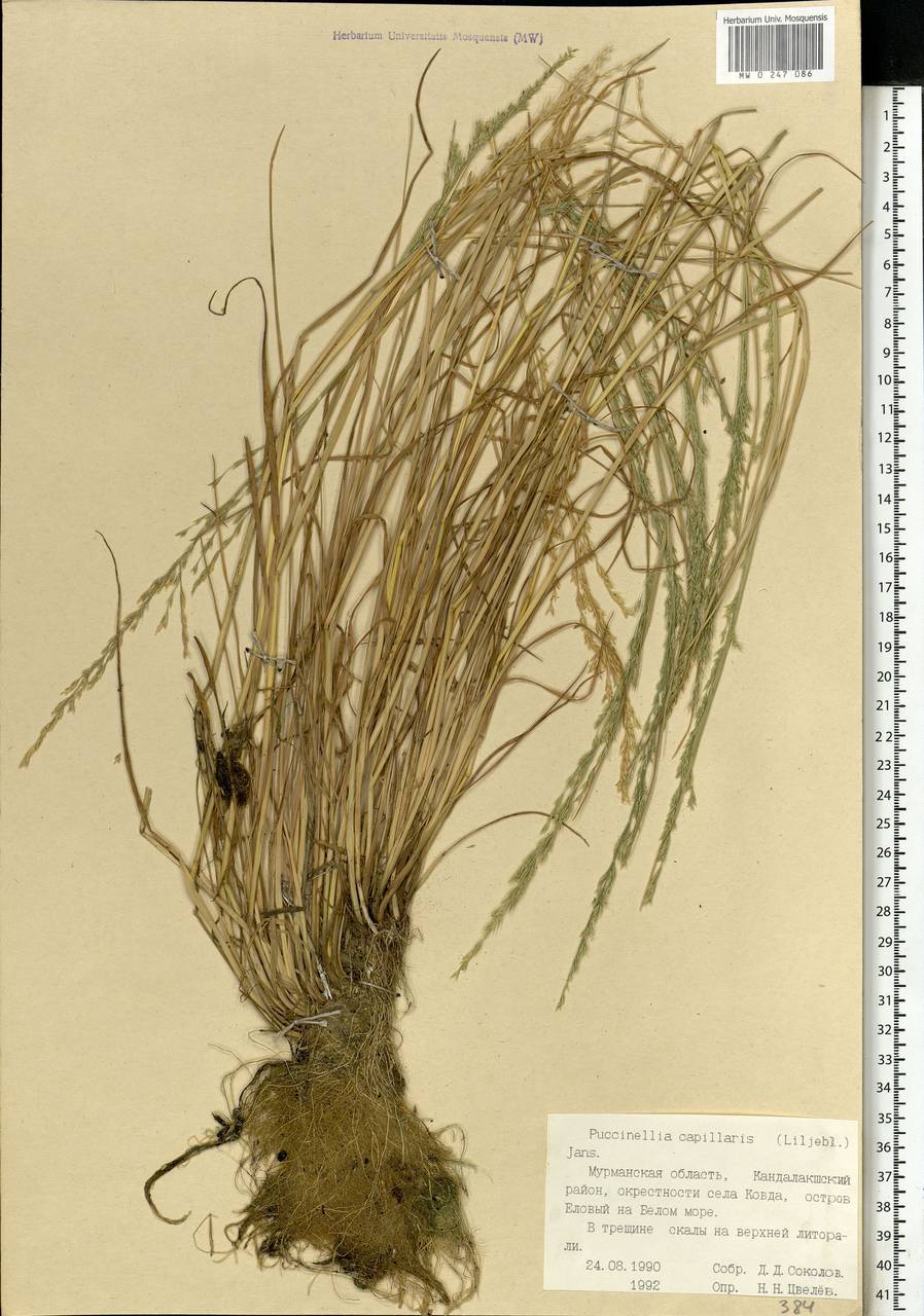 Puccinellia distans (Jacq.) Parl., Eastern Europe, Northern region (E1) (Russia)