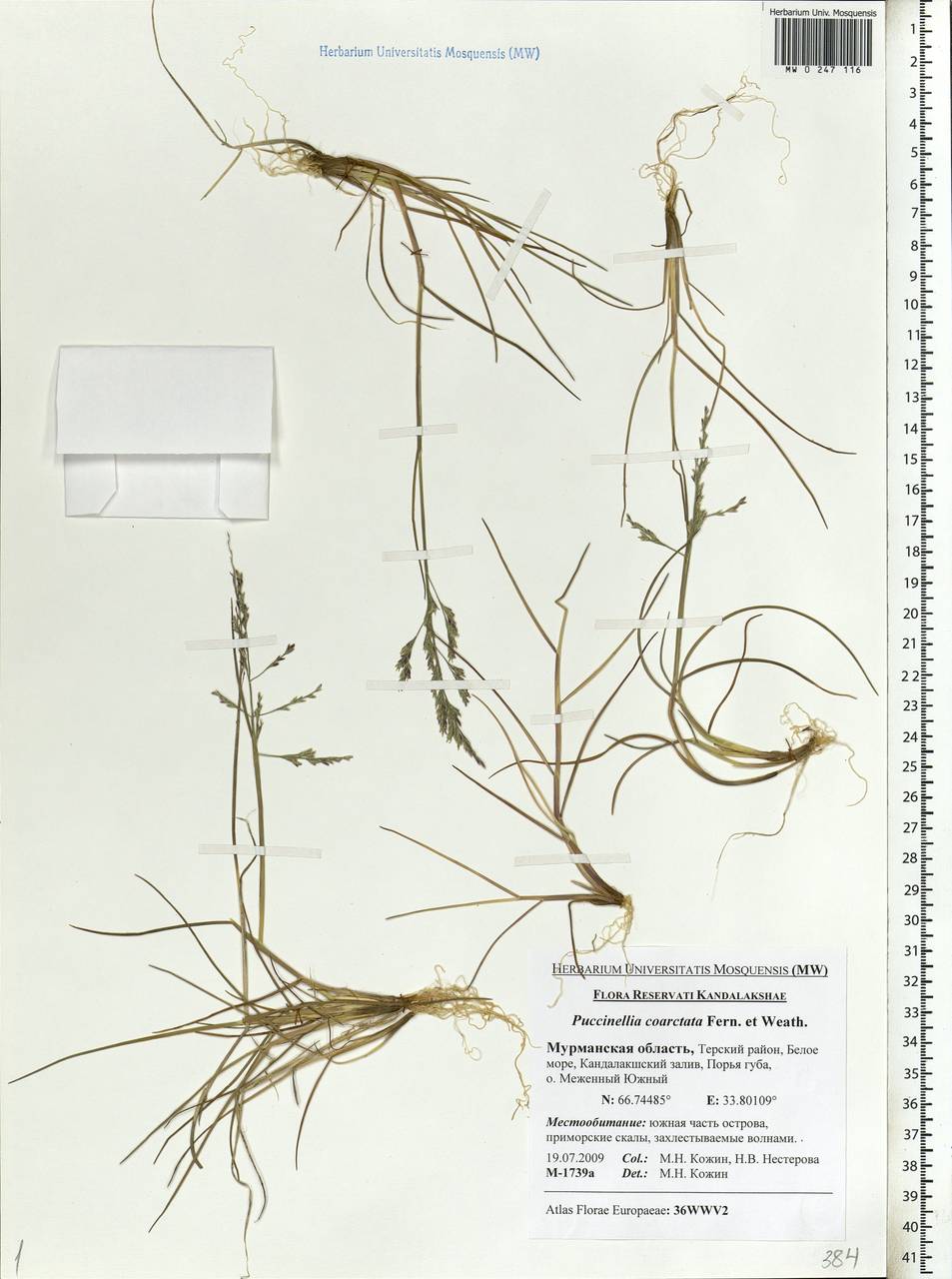 Puccinellia distans (Jacq.) Parl., Eastern Europe, Northern region (E1) (Russia)