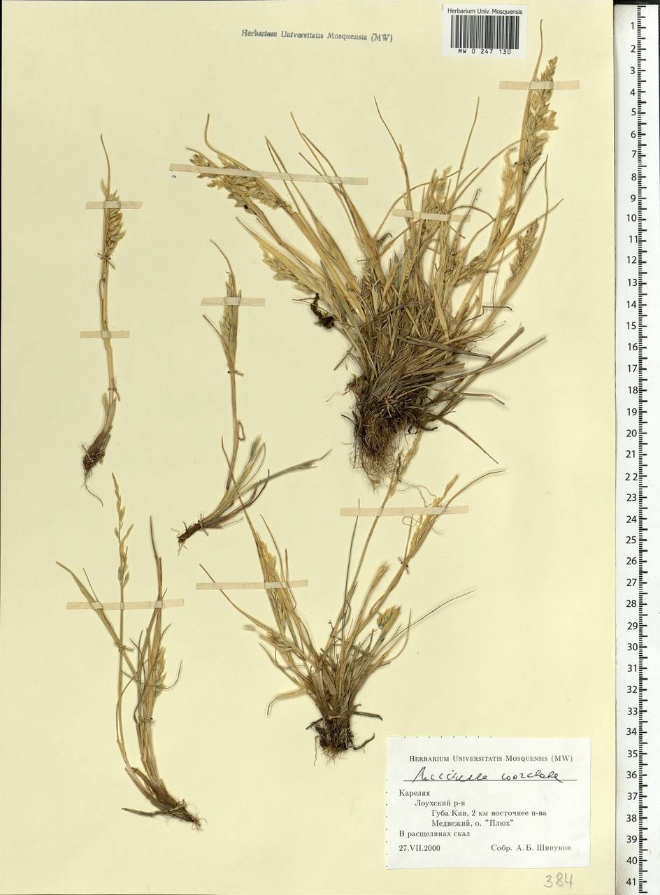 Puccinellia distans (Jacq.) Parl., Eastern Europe, Northern region (E1) (Russia)