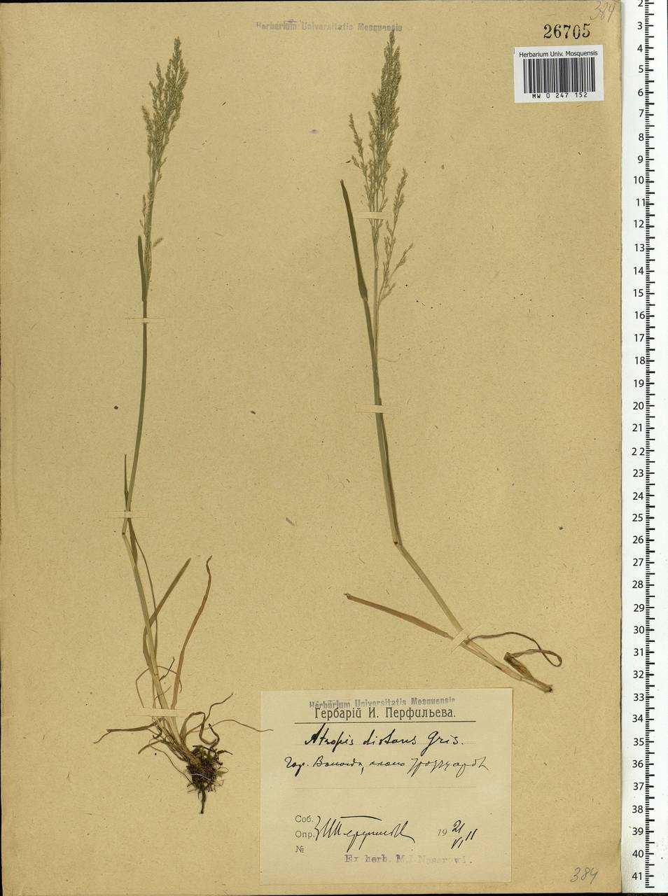 Puccinellia distans (Jacq.) Parl., Eastern Europe, Northern region (E1) (Russia)