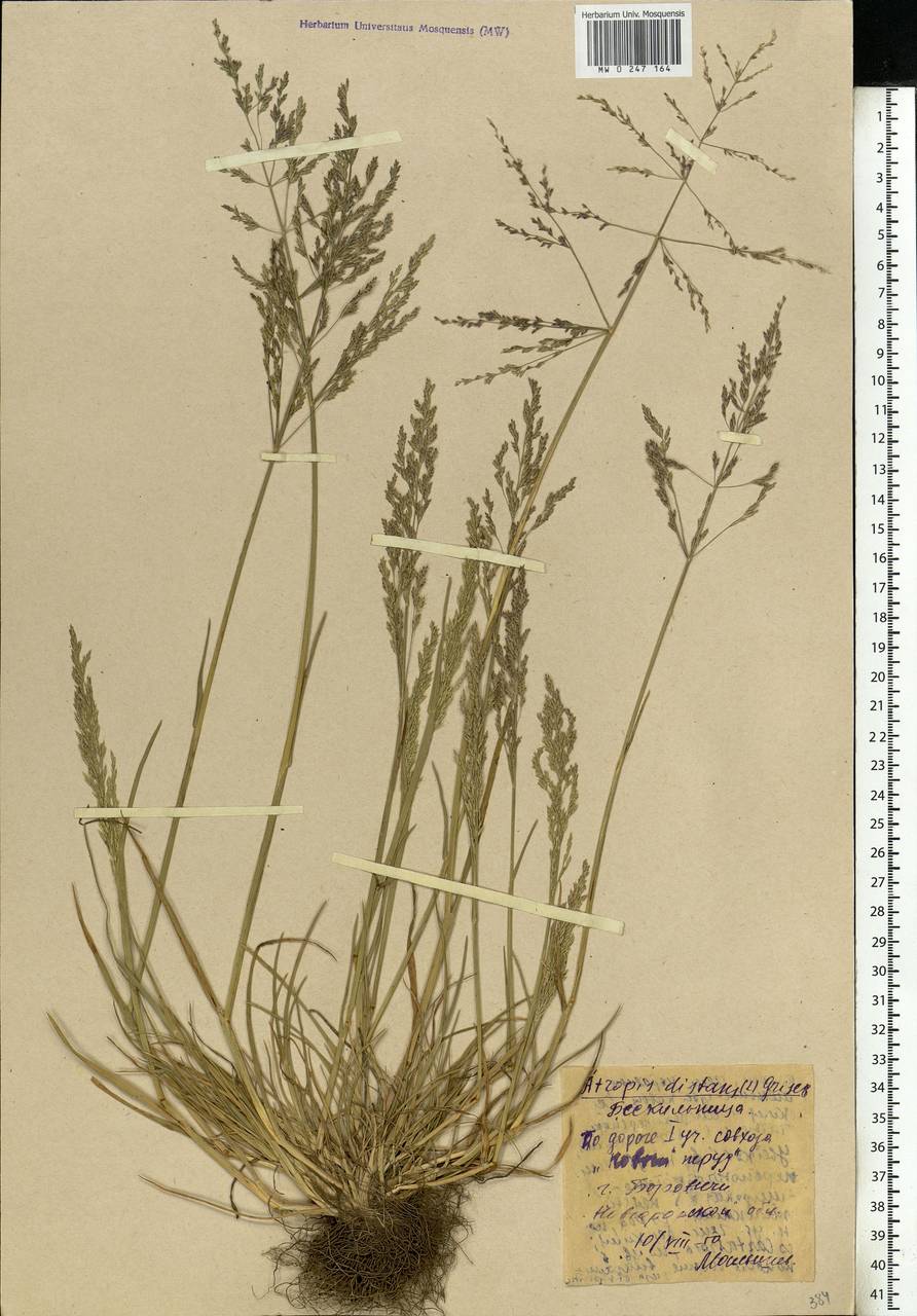 Puccinellia distans (Jacq.) Parl., Eastern Europe, North-Western region (E2) (Russia)