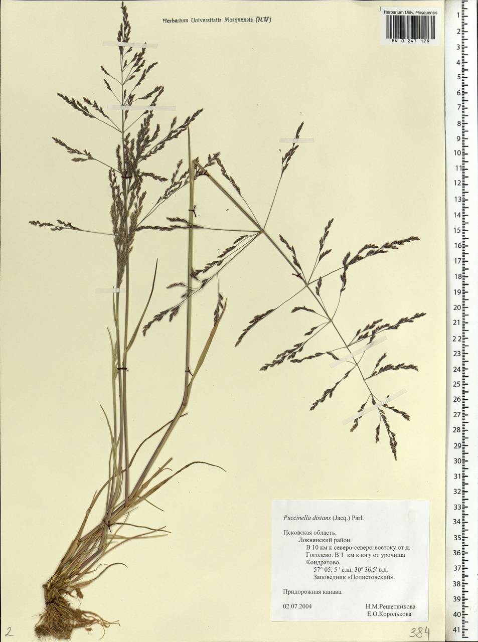 Puccinellia distans (Jacq.) Parl., Eastern Europe, North-Western region (E2) (Russia)