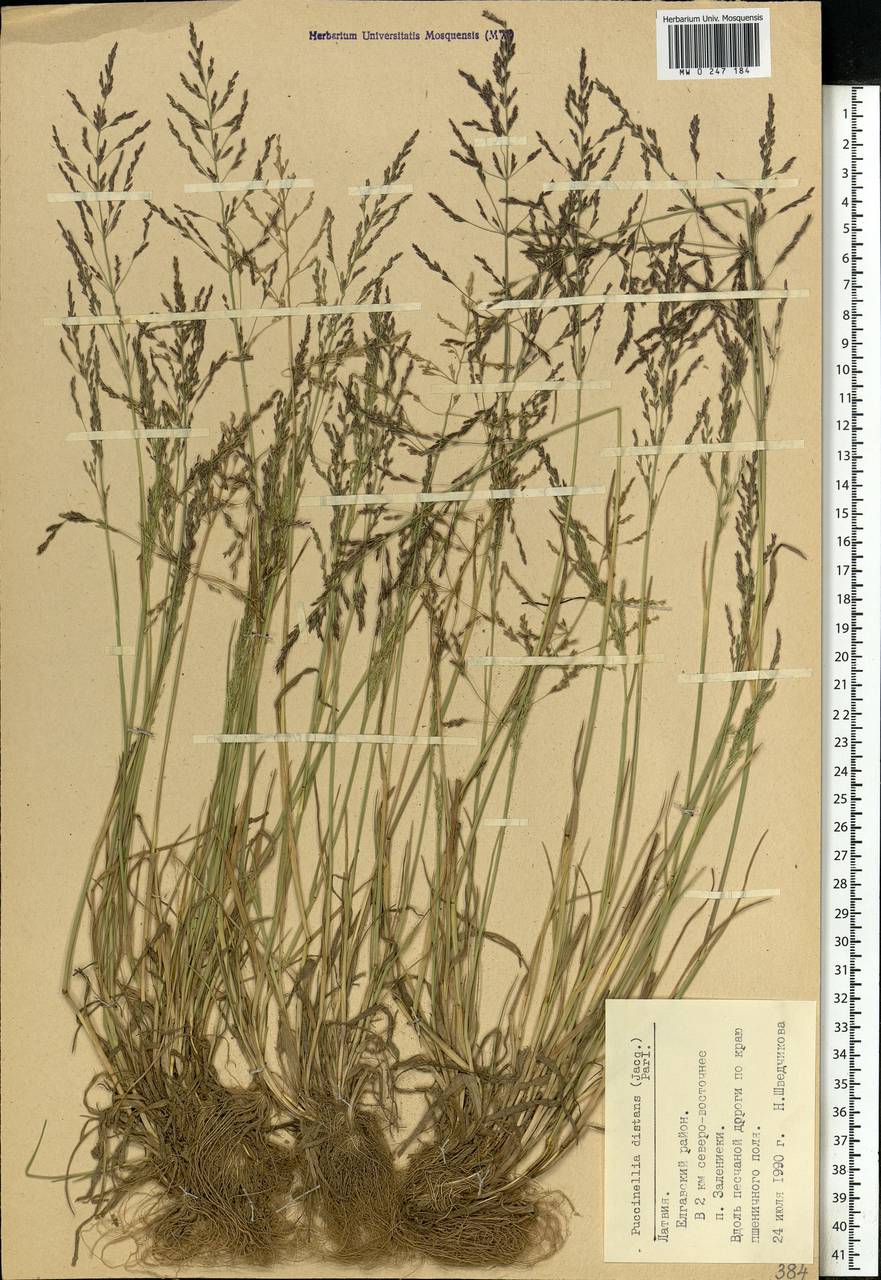 Puccinellia distans (Jacq.) Parl., Eastern Europe, Latvia (E2b) (Latvia)