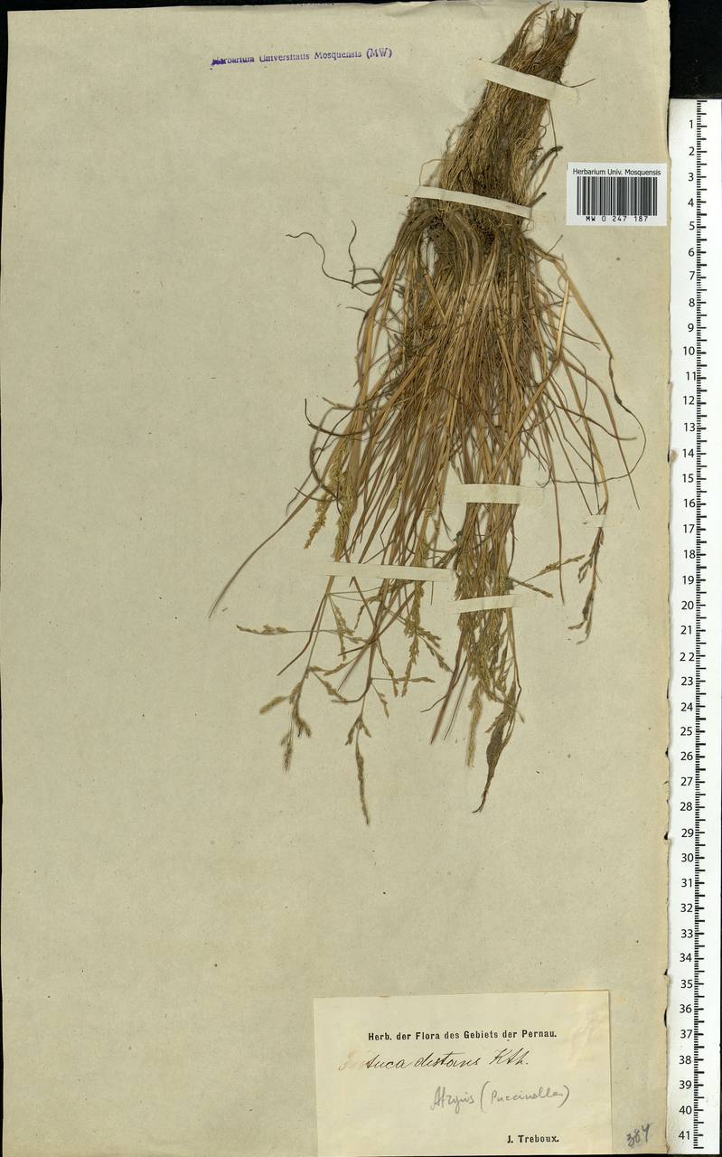 Puccinellia distans (Jacq.) Parl., Eastern Europe, Estonia (E2c) (Estonia)