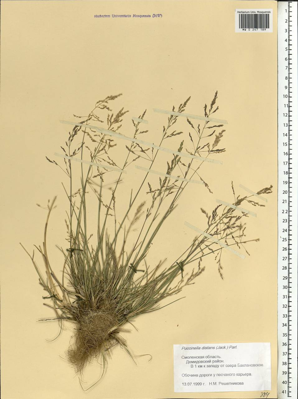 Puccinellia distans (Jacq.) Parl., Eastern Europe, Western region (E3) (Russia)