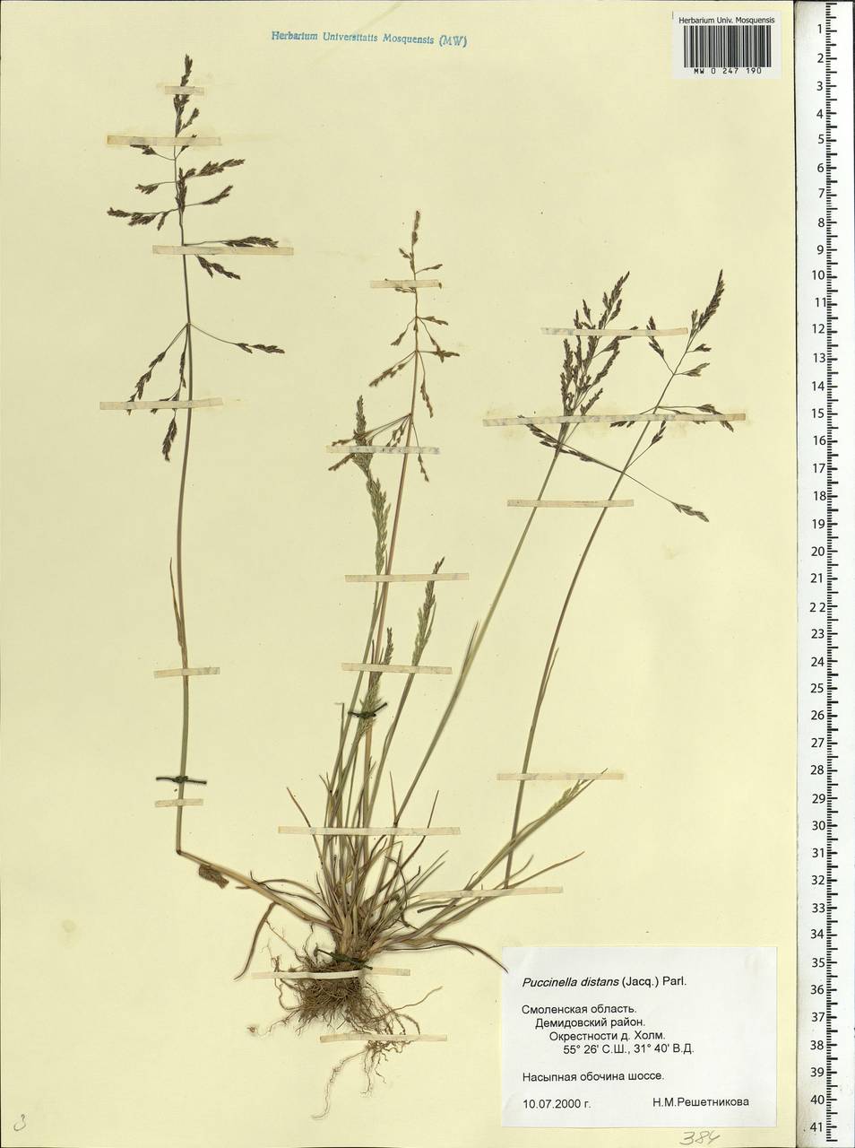 Puccinellia distans (Jacq.) Parl., Eastern Europe, Western region (E3) (Russia)
