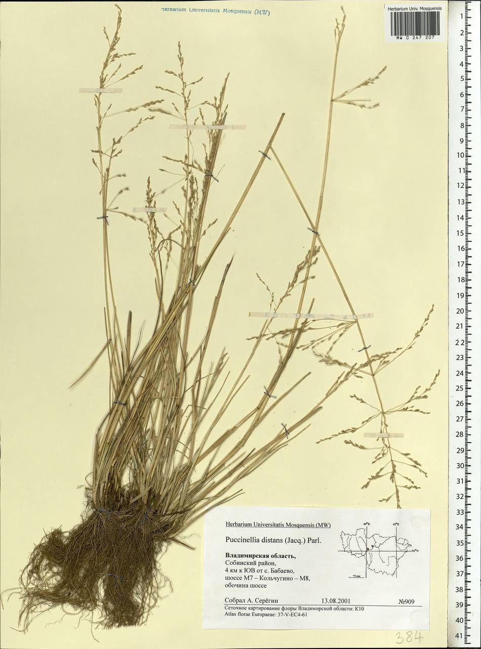 Puccinellia distans (Jacq.) Parl., Eastern Europe, Central region (E4) (Russia)