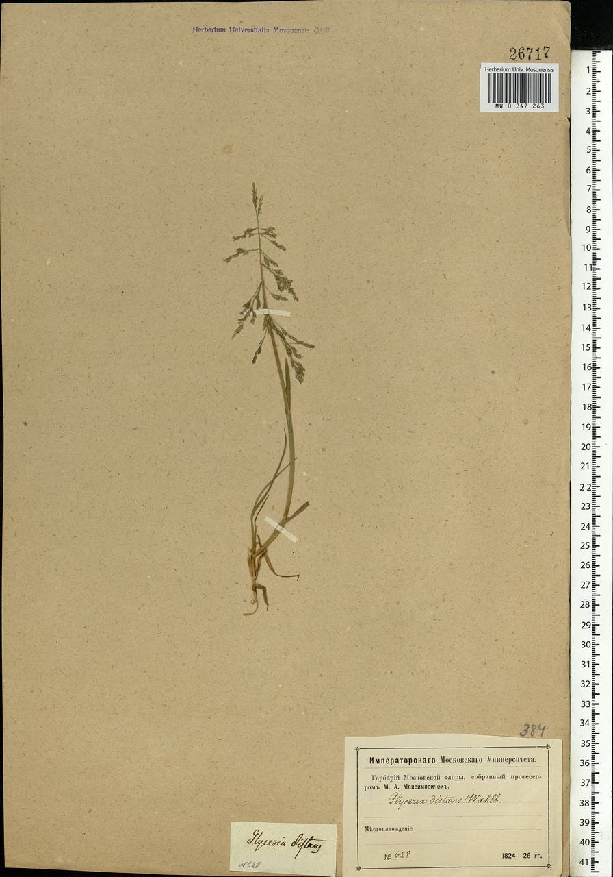 Puccinellia distans (Jacq.) Parl., Eastern Europe, Moscow region (E4a) (Russia)