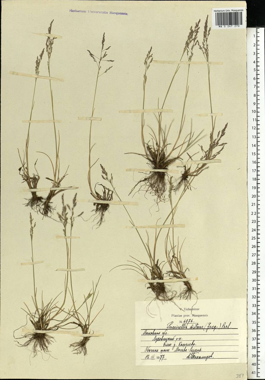 Puccinellia distans (Jacq.) Parl., Eastern Europe, Moscow region (E4a) (Russia)