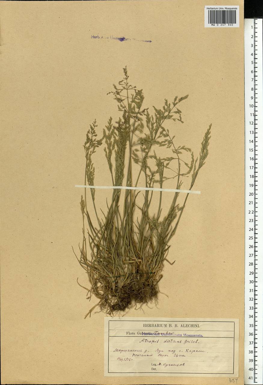 Puccinellia distans (Jacq.) Parl., Eastern Europe, Central forest-and-steppe region (E6) (Russia)