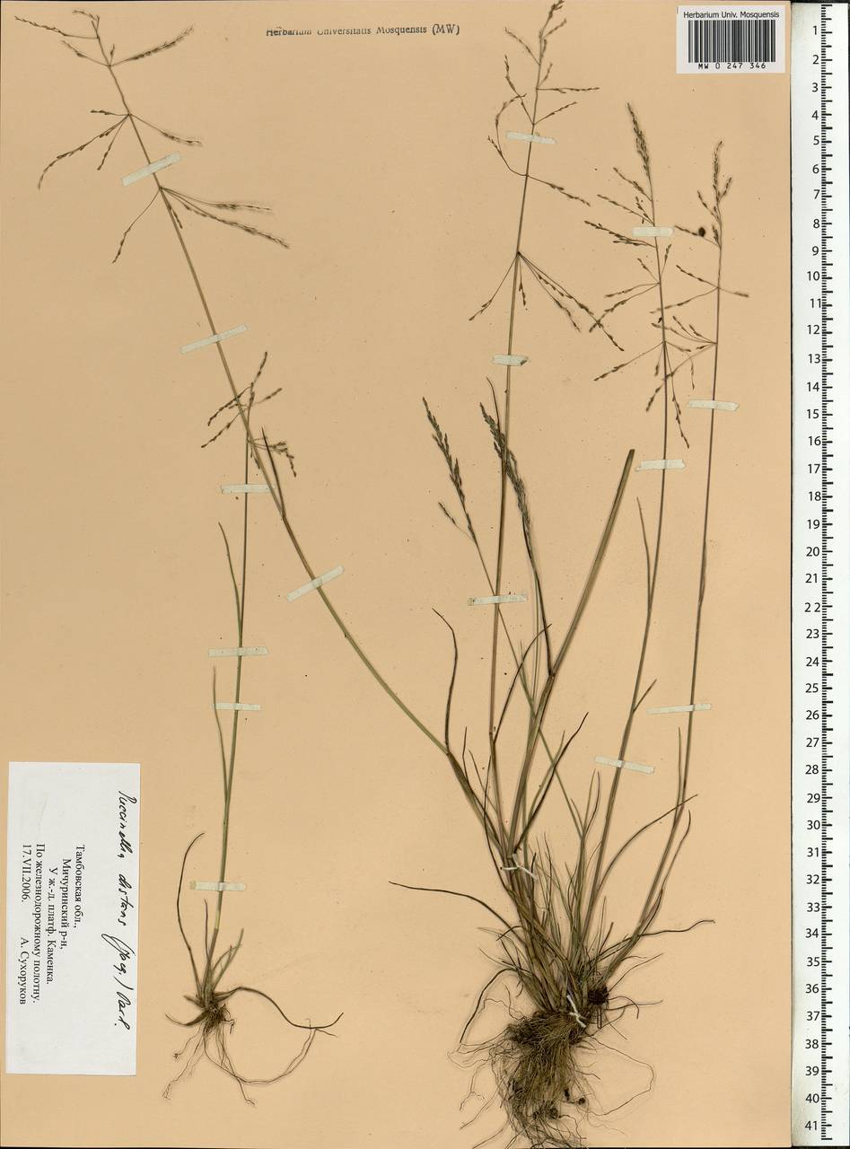 Puccinellia distans (Jacq.) Parl., Eastern Europe, Central forest-and-steppe region (E6) (Russia)