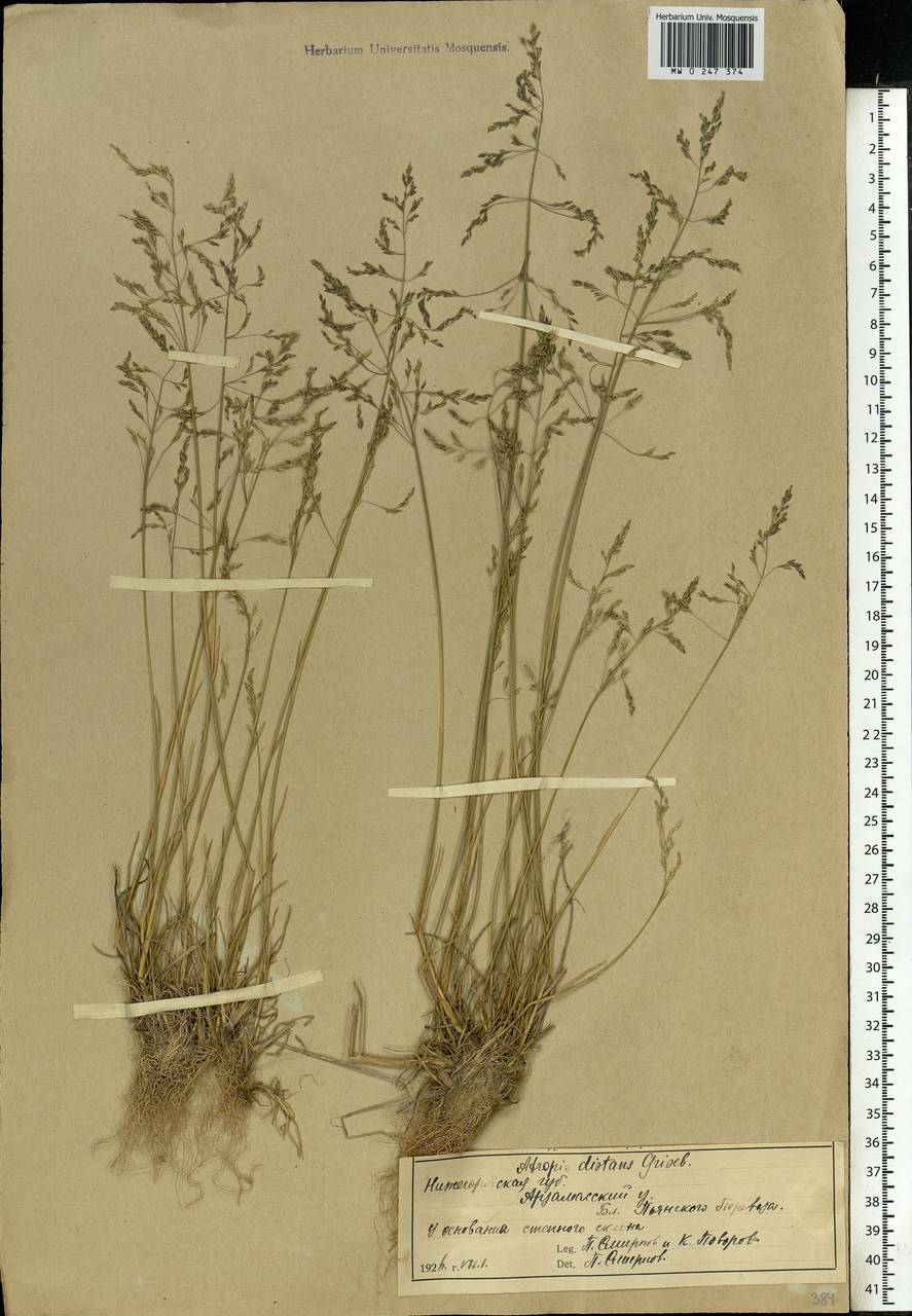 Puccinellia distans (Jacq.) Parl., Eastern Europe, Volga-Kama region (E7) (Russia)