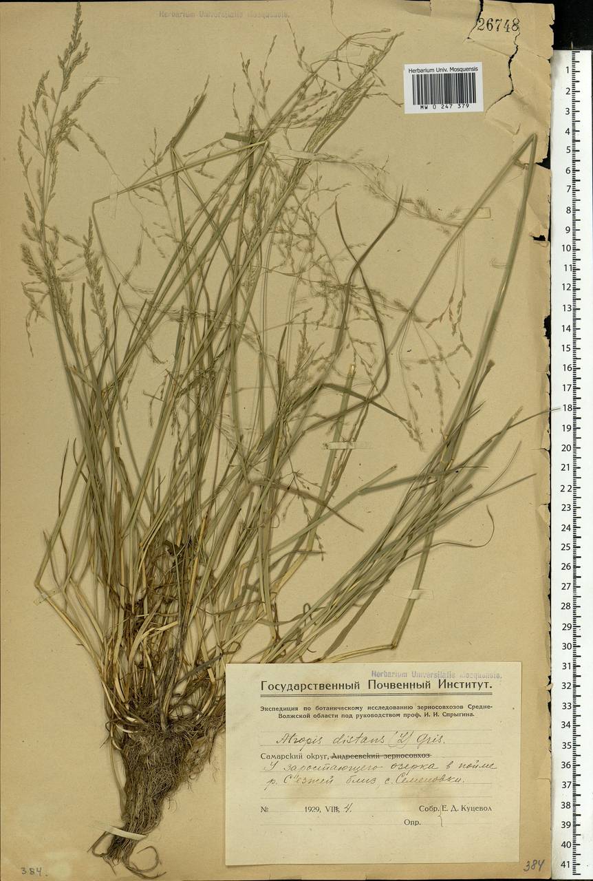 Puccinellia distans (Jacq.) Parl., Eastern Europe, Middle Volga region (E8) (Russia)