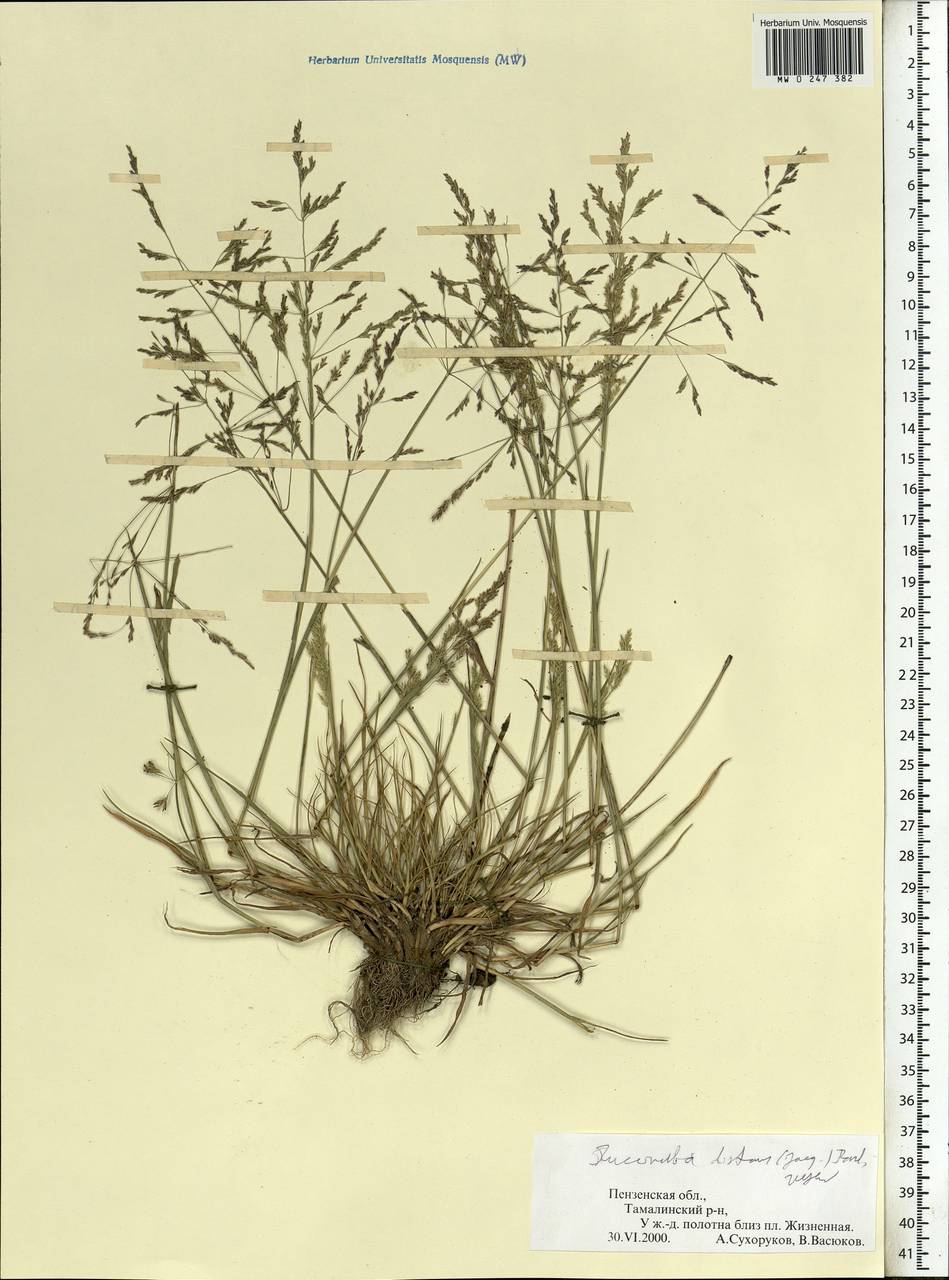 Puccinellia distans (Jacq.) Parl., Eastern Europe, Middle Volga region (E8) (Russia)